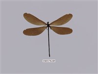 藏品(白痣珈蟌)的圖片